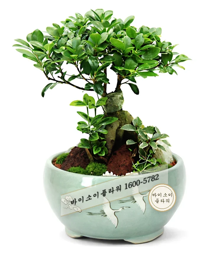 분재 대품